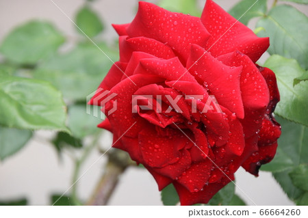 美麗的玫瑰花,在清晨的露珠 美麗的玫瑰花,在清晨的露珠 66664260