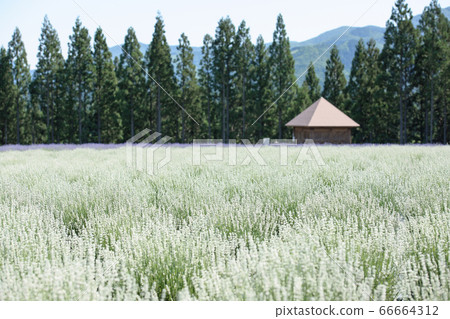 秋田縣美里町的薰衣草花園 66664312