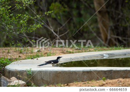 Jacobin cuckoo or pied cuckoo or the pied crested cuckoo or Clamator jacobinus at one of waterhole at jhalana forest reserve jaipur rajasthan india 66664659