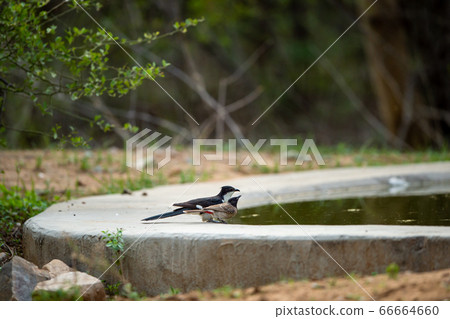 Jacobin cuckoo or pied cuckoo or the pied crested cuckoo or Clamator jacobinus at one of waterhole with red vented bulbul or Pycnonotus cafer at jhalana forest reserve jaipur rajasthan india 66664660