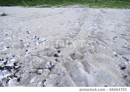 Loggerhead sea turtle landing site (Amami Oshima) 66664705