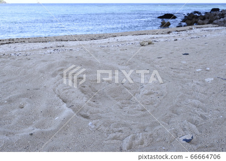 Loggerhead sea turtle landing site (Amami Oshima) 66664706