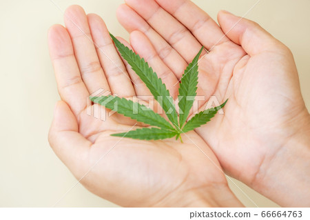 Hands holding hemp leaves. Alternative Medicine, Herbal Treatment concept Hands holding hemp leaves. Alternative Medicine, Herbal Treatment concept 66664763