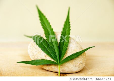 Hemp leaves, Alternative Medicine, Herbal Treatment concept Hemp leaves, Alternative Medicine, Herbal Treatment concept 66664764