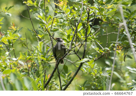 Starling cub on a tree branch 66664767