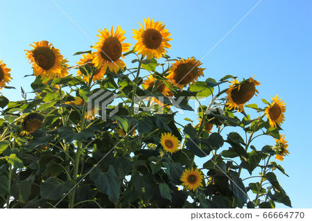 Sunflower flower 66664770