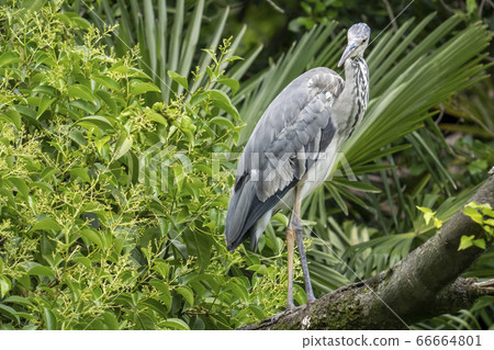Heron staying on a tree branch Heron staying on a tree branch 66664801