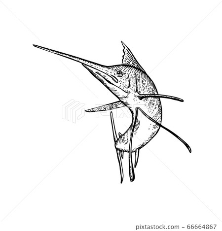 Sailfish Jumping Up Woodcut Retro Black and White 66664867
