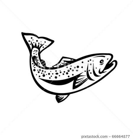 Speckled Trout Spotted Seatrout or Cynoscion 66664877