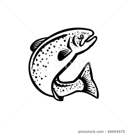 Rainbow Trout Jumping Up Retro Black and White - Stock Illustration  [66664878] - PIXTA