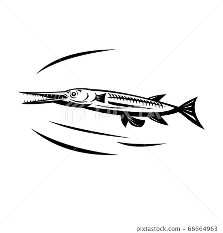 Needlefish or Long Tom Swimming Side View Retro 66664963