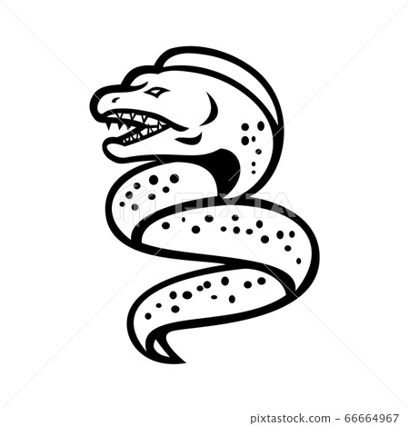 Angry Moray Eel Sports Mascot Retro Black and 66664967