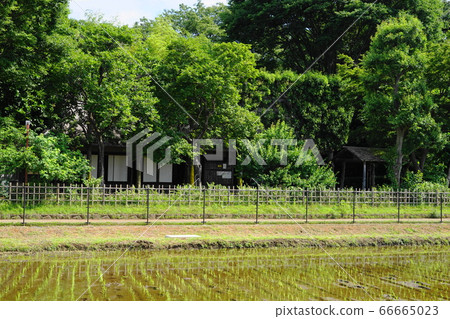 June National 32 old folk house (former Yanagisawa house), original scenery of Musashino 66665023