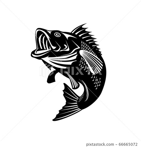 Florida Largemouth Bass Swimming Up Black and Florida Largemouth Bass Swimming Up Black and 66665072