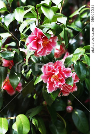 Camellia flower 66665582