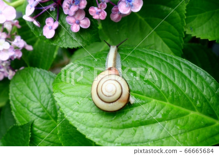 Snail: White-faced snail: Missing snail: Hydrangea flower 66665684
