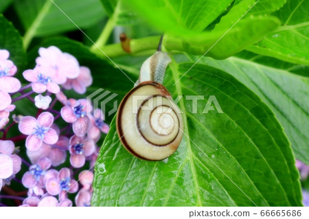 蝸牛：白蝸牛：蝸牛缺失：繡球葉 66665686