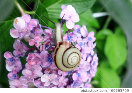 Snail: White-faced snail: Missing snail: White-faced snail: Missing snail: Hydrangea flower Snail: White-faced snail: Missing snail: White-faced snail: Missing snail: Hydrangea flower 66665709