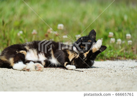A stray cat full of sand and glad to see you after a long absence 66665761