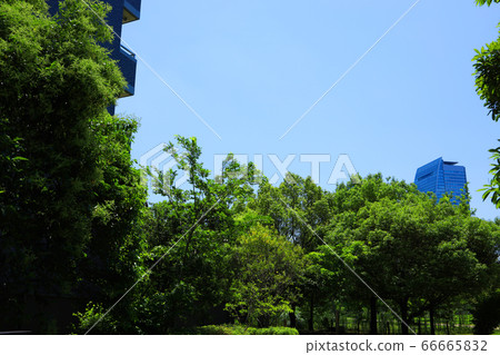 Landscape of Noritake forest in Nishi-ku, Nagoya, fresh green and green [June] 66665832