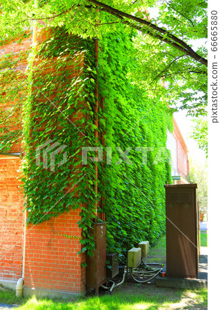 Landscape of Noritake forest in Nishi-ku, Nagoya, fresh green and green [June] 66665880