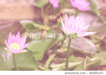 blur pink lotus faded color background blur pink lotus faded color background 66666241