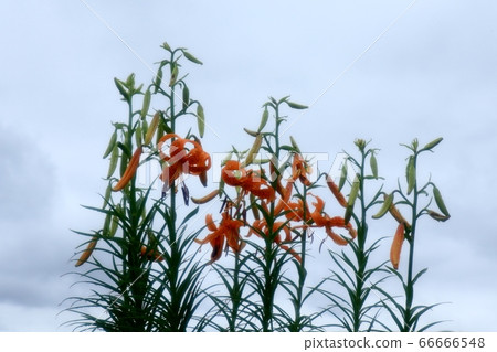 Bulb flower: lily lily: Yodogawa riverbed after rain Bulb flower: lily lily: Yodogawa riverbed after rain 66666548