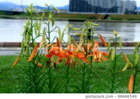 Bulb flower: lily lily: Yodogawa riverbed after rain Bulb flower: lily lily: Yodogawa riverbed after rain 66666549