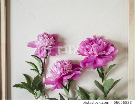 Three pink peonies Three pink peonies 66666828