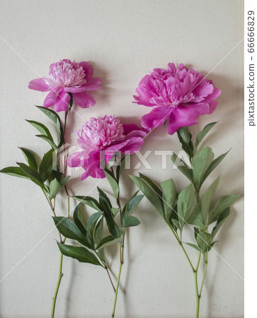Three pink peonies 66666829