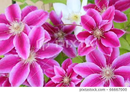 美麗盛開的鮮花 美麗盛開的鮮花 66667000