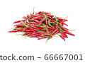 red chilli isolated on white background 66667001