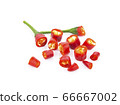 red chilli isolated on white background 66667002