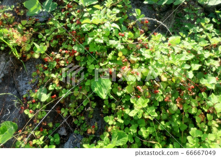 Wild Strawberries & Rubus: Grass Strawberry: Milky Way: Ishigaki on the Bank 66667049