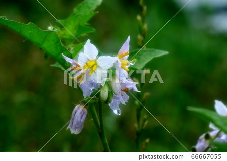 野花:瓦爾納斯花:雨後的淀川河床 野花:瓦爾納斯花:雨後的淀川河床 66667055