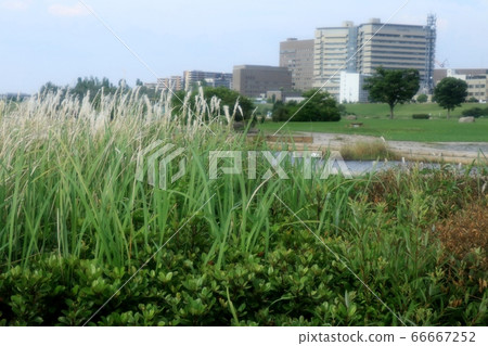 野草:千谷(嘉)稻瀨千谷屬:淀川銀行 野草:千谷(嘉)稻瀨千谷屬:淀川銀行 66667252