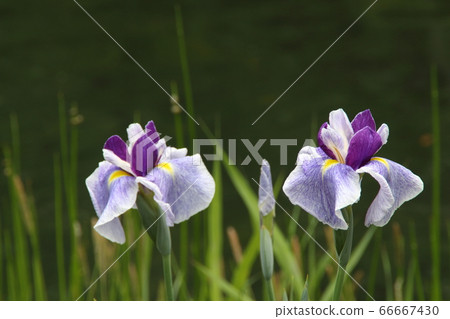 Plants and irises Plants and irises 66667430