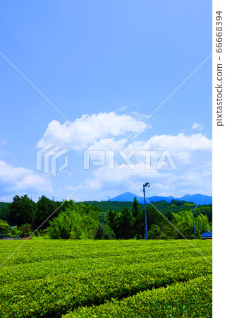 靜岡縣富士市小淵竹田的風景，茶田和夏日的天空[6月] 66668394