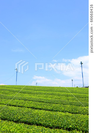 靜岡縣富士市小淵竹田的風景，茶田和夏日的天空[6月] 66668416