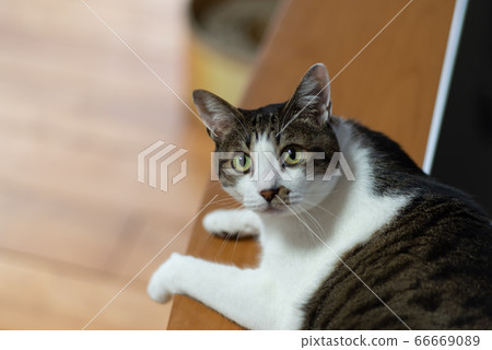 貓看著相機Ph雞貓 貓看著相機Ph雞貓 66669089