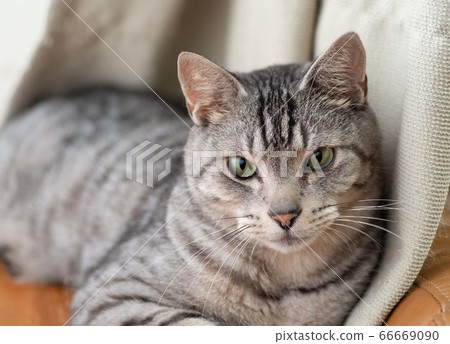 貓盯著薩巴特拉貓 66669090