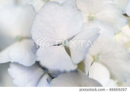 純白色繡球花 66669267