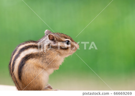 花栗鼠綠色背景 66669269
