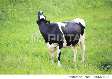 大農場的風景 大農場的風景 66669626