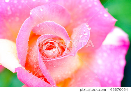 rose	 66670064