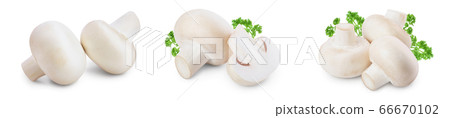 Fresh mushrooms champignon isolated on white background with clipping path and full depth of field. Set or collection Fresh mushrooms champignon isolated on white background with clipping path and full depth of field. Set or collection 66670102