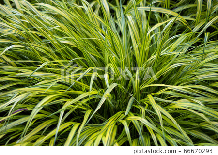 Closeup of ornemental grass in a public garden 66670293