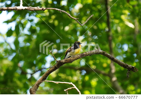 Kibitaki在清新的綠色中以優美的聲音唱歌 Kibitaki在清新的綠色中以優美的聲音唱歌 66670777