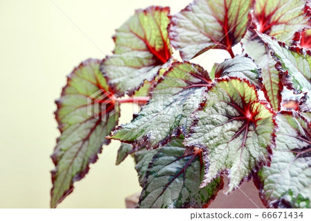 Unique Texture Red Rimmed Rex Begonia Foliage Stock Photo 66671434 Pixta