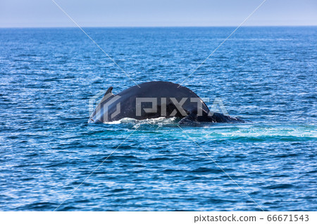 Whale, cape cod Whale, cape cod 66671543